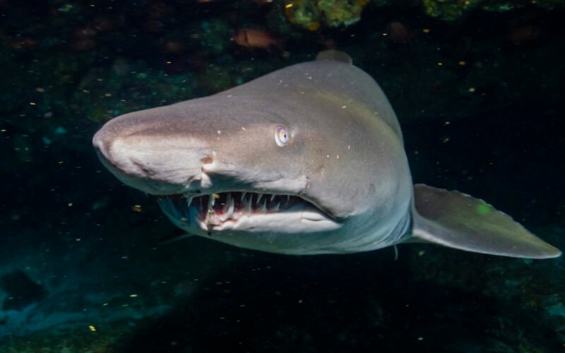Requin Taurau
