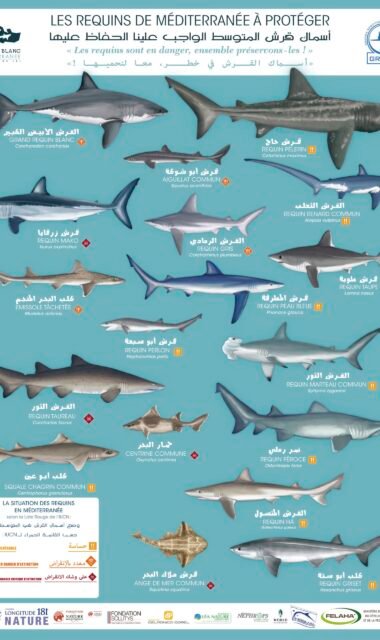 RequinMed_PosterRequins_A2_bilingue 72 dpi_pdi (2)